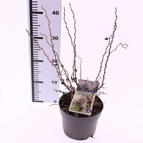 Prunus incisa 'Kojou-no-mai' – Zwerg-Kirschbaum (40-60 cm) – Geschlitzte Kirsche für Garten & Terrasse – Winterhart, Dekorativ, Pflegeleicht, Ideal für Bonsai und kleine Gärten