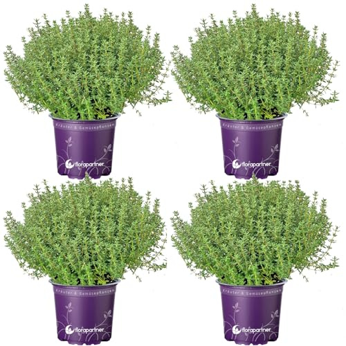 4er Set - Italienischer XL - Thymian Pflanze (Thymus-vulgaris)