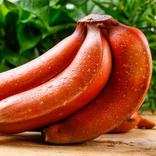 bananenpflanze bananensamen winterharte balkon obstsamen bananen topfpflanzen draußen winterhart blühend nachhaltige geschenke seltene säulenobstbäume geschenke für gartenliebhaber 100pcs