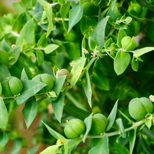 cespuglio di capperi pensile per giardino di rara decorazione murale verde rampicante tappezzanti resistenti in vaso per la cucina con orto 130semi