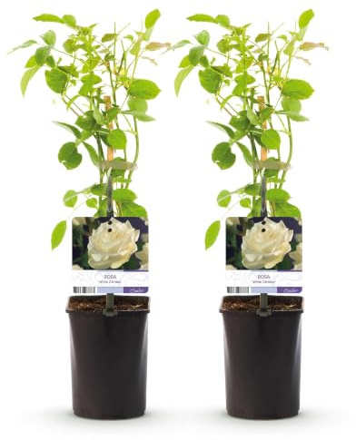 Rosal Trepador Resistente, Exterior, Flores Blancas, 2 Plantas, 40cm