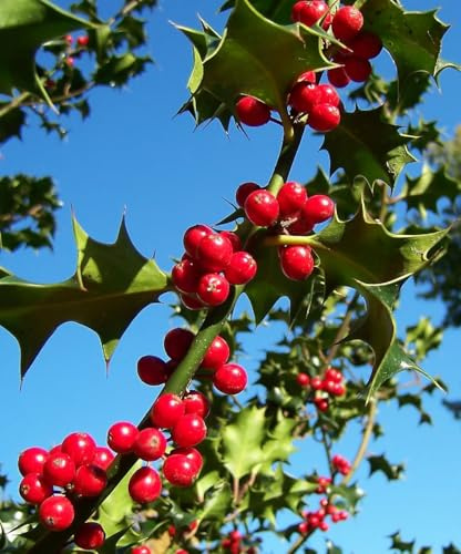 Ilex Aquifolium Vaso 18 h120/150 cm dritti ad Astone – Giovane Pianta di Agrifoglio – Ideale per Impostazione ad Alberello – Sempreverde da Esterno - Vivaio di Castelletto