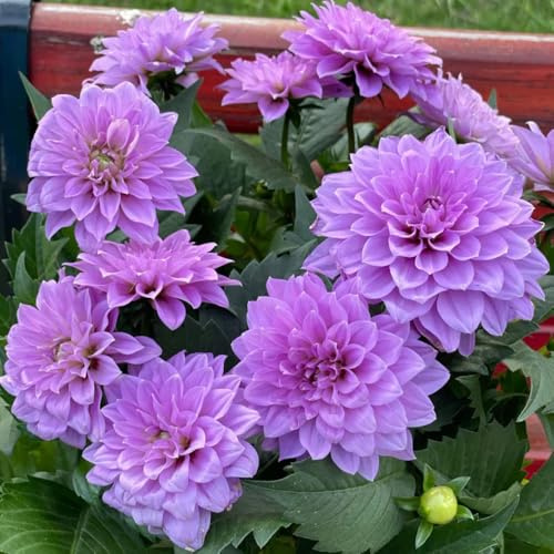 Bulbos de dalia, bulbos de tempranas bulbo de balcón de interior 6pcs