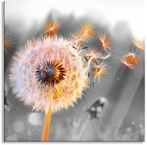 Pixxprint Glasbild, Wandbild auf Echtglas, Nahaufnahme Pusteblume Sonnenuntergang B&W Detail, 60x60 cm, inkl. Aufhängung und Abstandshalter