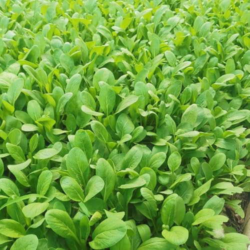 Semillas de Pak Choi orgánicas - raras, oficina hojas mostaza china, variedades tradicionales, balcón, resistentes, 600pcs