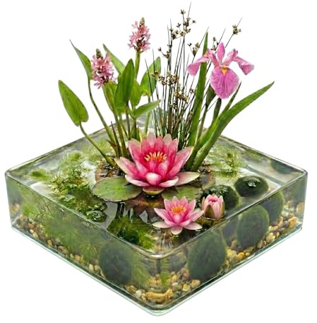 Vdvelde․com - Teichpflanzen Set Rosa 25-90 Liter, Zwergseerose, 11 Stück | Balkonteich und Kübel ohne Filter, winterhart, Sauerstoffspender plus Substrat und Bakterien für klares Wasser