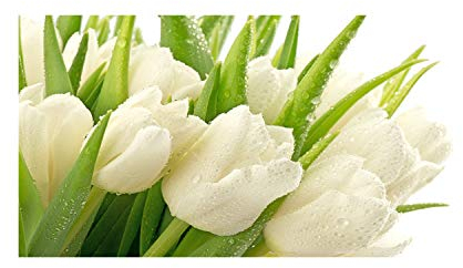 Tulup Glass Picture Wall Art - 100x50cm - Tempered Glass Decoration - Print for Living room Bedroom - Toughened Glass Image - Glass picture Wall Art - White tulips