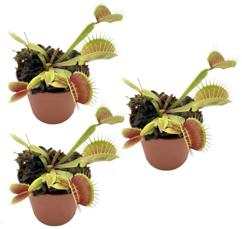Venus Atrapamoscas | Pack 3 Plantas | DECOALIVE | Plantas Carnívoras | Dionaea Muscipula