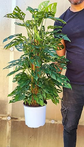 POWERS TO FLOWERS - PHILODENDRON OBLIQUA SU PALO MUSCHIATO, VASO 19CM, MONSTERA, pianta vera