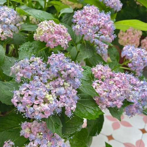 semillas de hortensias resistentes - decoracion jardin balcón afuera 120pcs