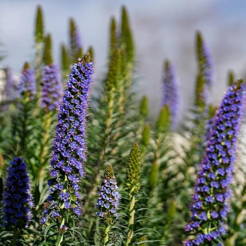 Semi di testa vipera perenne, rare Echium vulgare, Le da giardino sono perenni resistenti to balcone 50pcs