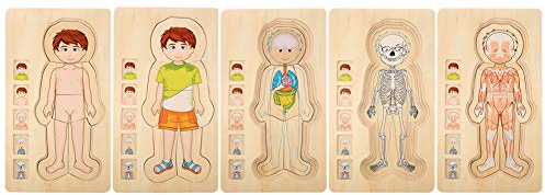 Menschliche Körper Struktur Puzzlespielzeug hölzerner Ziegelstein Frühes Pädagogisches Ungiftiges Umweltfreundliches Baby Ziegelstein Spielzeug(Junge)