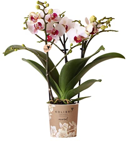 Kolibri Orchides | Orchidée Phalaenopsis blanche - Mineral Gibraltar - Dimensions du pot Ø9cm | Plante d'intérieur à fleurs - frais de l'éleveur