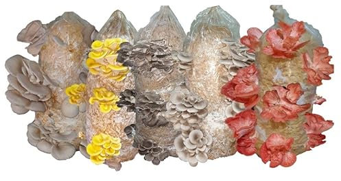 Foragers Table Mushroom Growing Kit, Oyster Mushroom Grow Kit, Gardening Gift, Grow Your Own, Fun to Grow & Delicious to Eat, Includes Voucher to Claim Living Spawn Separately for Gifting