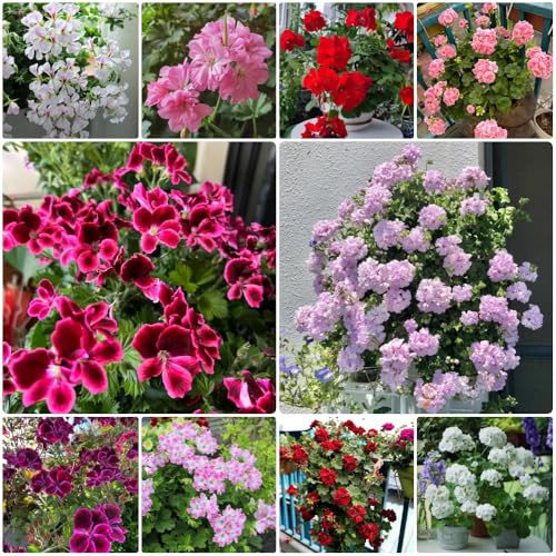 Geranien, wildblumensamen Pelargonium hortorum, blumensamen mehrjährig winterhart garten blumensamen geschenk blumenwiese 500Samen