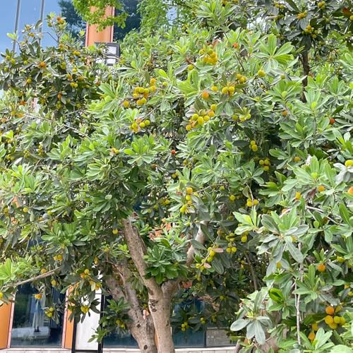 Madroño di balcone di interni esotici nano giardino del balcone acquistare giardino semi madroño resistenti 50pcs