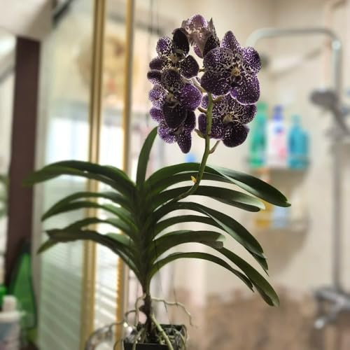 Orchidea Vanda - mini giardino da interno in vaso da esterno giardino Decorazioni per giardini esterni, semi di 500semi