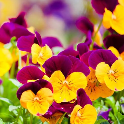 Stiefmütterchen - zimmerpflanze winterharte kübelpflanzen bio pflanzensamen dekoration wohnzimmer exotische zimmerpflanzen balkongarten topfpflanzen deko büro gartendeko für draußen 800samen