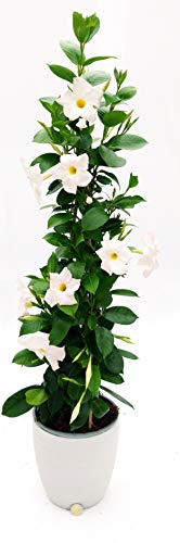 POWERS TO FLOWERS - MANDEVILLA DIPLADENIA BIANCA A PIRAMIDE H90CM, IN VASO CERAMICA BIANCO A RIGHE, pianta vera