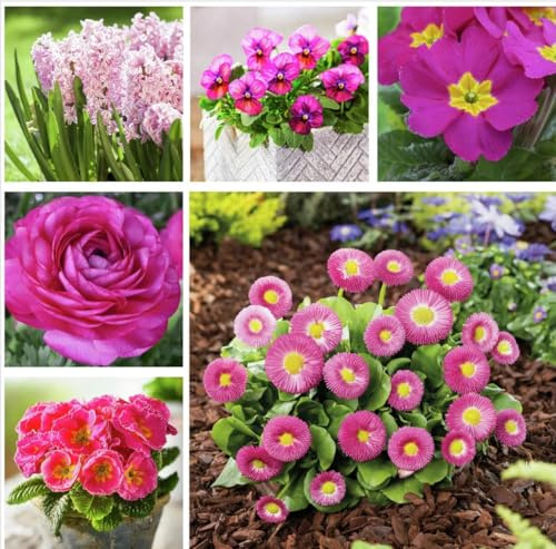 FRÜHBLÜHER-SET Pinker Frühling, Frühlingsblumen Gartenpflanzen Kollektion mit Hyazinthen, Primeln, Ranunkeln und Bellis, 6 Sorten Blumenzwiebeln und Jungpflanzen