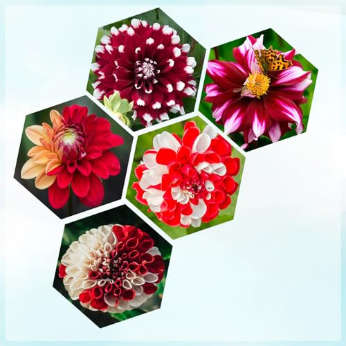 tuberi di dalia perenni resistenti - per giardino esotiche balcone decorazione 5pcs