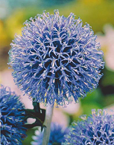 Kugeldistel Echinops ritro Distel3 Wurzelstücke Winterhart Staude