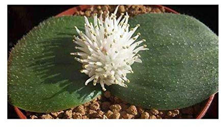 Stk - 5x Massonia echinata Erdorchidee Sukkulent Pflanzen - Samen B1754 - Seeds & Plants Shop by Ipsa