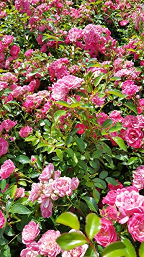 Rosa 'The Fairy Rose' / Rosier Couvre-sol 'The Fairy Rose' / Godet