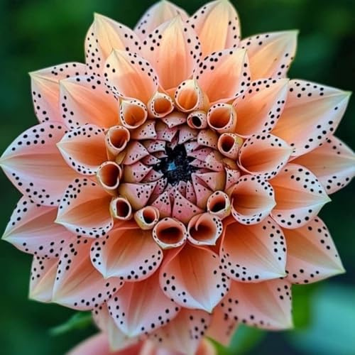 Rizoma de Dalia perenne: adecuado para plantación al aire libre, diseño de paisaje y siembra en primavera y otoño-2 Rizomas-c