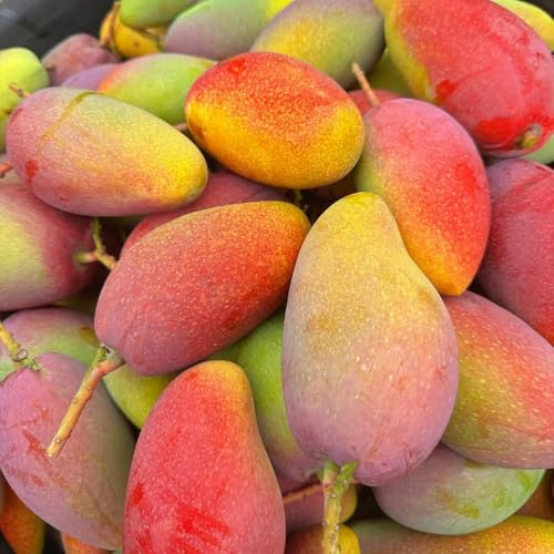 8 piezas semillas mango - jardín para hombres semillas saladas en exóticas de techo verde balcon