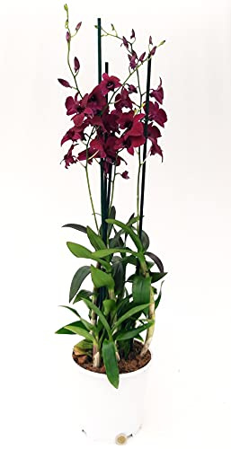POWERS TO FLOWERS - DENDROBIUM-PHALAENOPSIS BORDEAUX, XXXL VASO 20 ALTEZZA 100CM,9 pianta vera