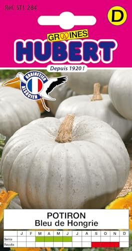 Graines de Potiron Bleu de Hongrie - Nagydobosi Sütökok