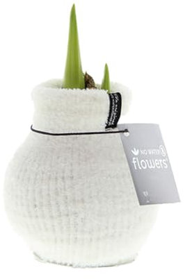 Bloomique - Amaryllis-Zwiebel in Wachs - gemütliches Weiß - Blumenzwiebel - keine Wasserblumen - Weihnachtsdekoration - 15-25 cm hoch bei Lieferung - wird bis zu 40-60 cm groß - 10 cm Durchmesser