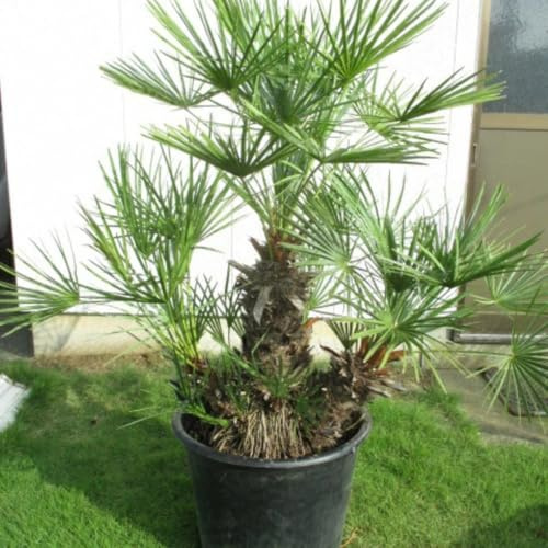 Live Palm Tree Plant in 3 Gallon Pot, Large Fully Rooted Size, Ready to Plant for Home Décor Indoor Outdoor Landscape, Rare Palm Trees, European Fan Palm
