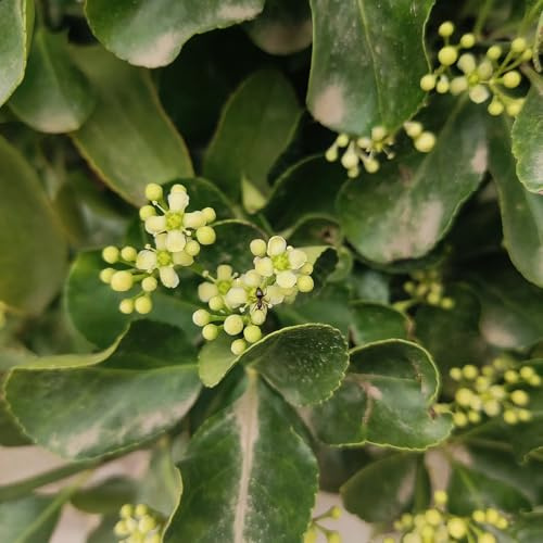 Semi di agrifoglio resistenti, resistenti, Ilex chinensis, Le da balcone sono perenni, 30pcs