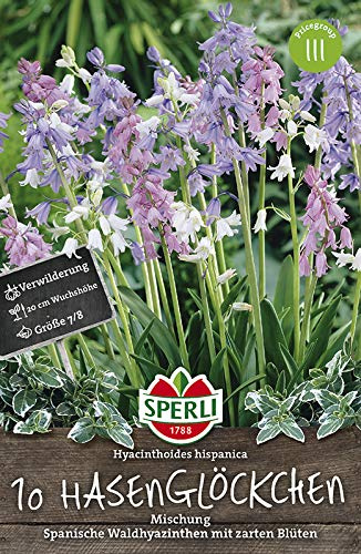 Sperli 461060 Hasenglöckchen Mischung (10 Stück) (Herbstblumenzwiebeln)