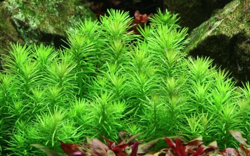 AquaOne Aquarium Pflanze In Vitro Pogostemon deccanensis 1-2-Grow Becher | Wasserpflanze, Aquariumpflanze, Labor-Aquarienpflanzen, Dekoration, Aquascaping
