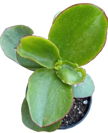 Cotyledon orbiculata (orecchio d'elefante) pianta grassa foglie carnose spesse a foglia tonda