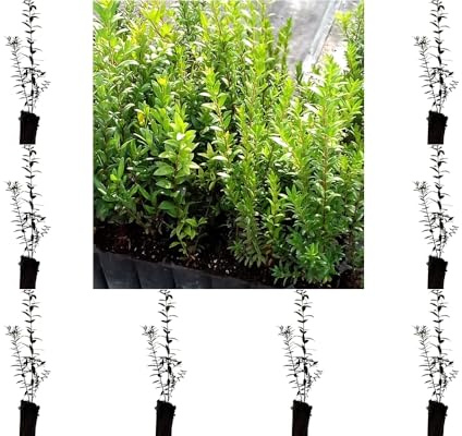 ¡¡¡ 10 Plantas !!! natural Myrtus Comunnis. Mirto. 20-30 cm. En cepellón listos para plantar. Aromática, resistente, atrae polinizadores, ideal para setos, mejora suelos y tiene usos medicinales.