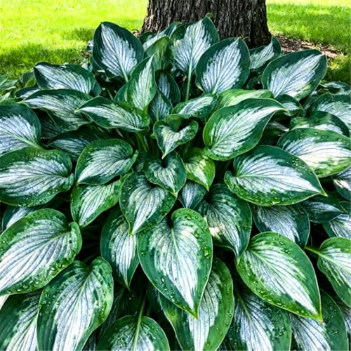 Rizomi di Hosta resistenti al freddo/Hosta/Piantagione da esterno/Svernamento sicuro/Purificazione dell'aria-15 PCS-E