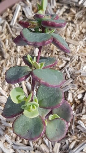 Sedum sieboldii 'Combo Pink' / Orpin de Siebold/Conteneur de 2 à 2.9 litres/Succulente