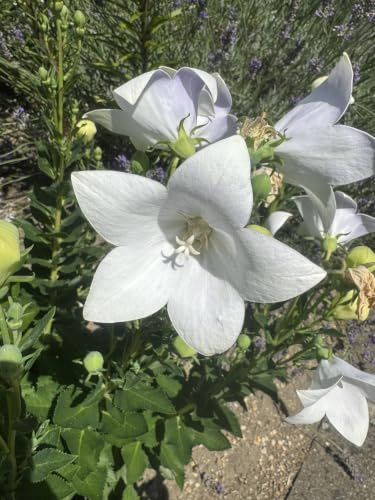 30 Samen Weiße Ballonblume (Platycodon grandiflorus) – Winterhart & Mehrjährig