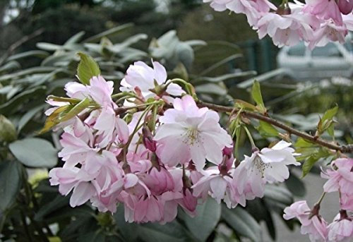 Frühe Zierkirsche Accolade - Prunus Accolade 60-100cm