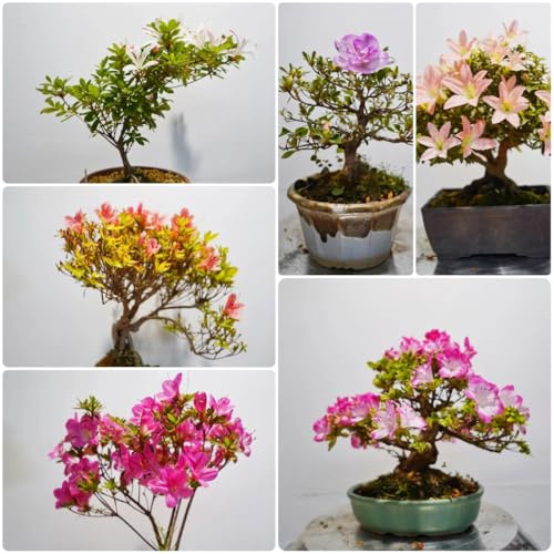 semi di rododendro - appartamento balcone resistente 25pcs