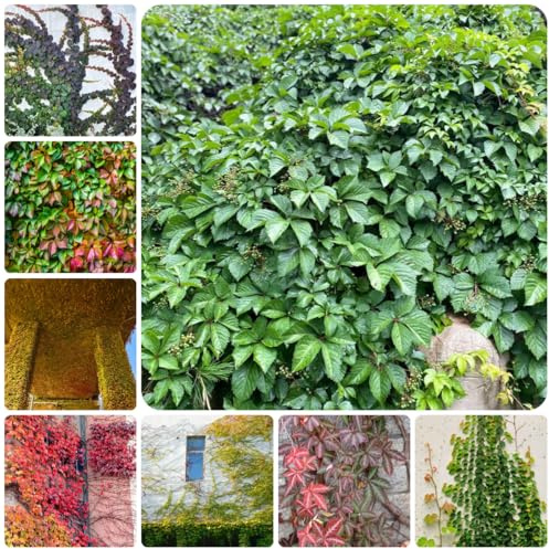 wilder wein, jungfernrebe - steingartenpflanzen Parthenocissus Quinquefolia schnellwachsende kletterpflanzen green wall deko vine rankpflanzen zimmerbonsai seltene balkonpflanzen 200samen