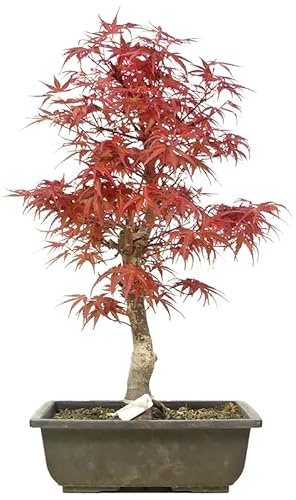 Bonsái Arce Japonés | Hojas Rojas, Naranjas y Verdes Según Época del Año | Acer Palmatum