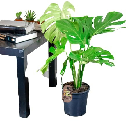 Monstera Deliciosa Natural Elegante Planta de Interior