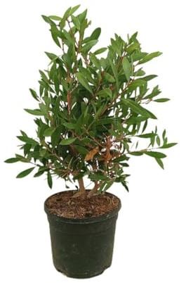 Callistemon Citrinus Splendens | Maceta 19 cm | Planta natural de Exterior | Altura 60 cm | Hojas verdes, Flores blancas