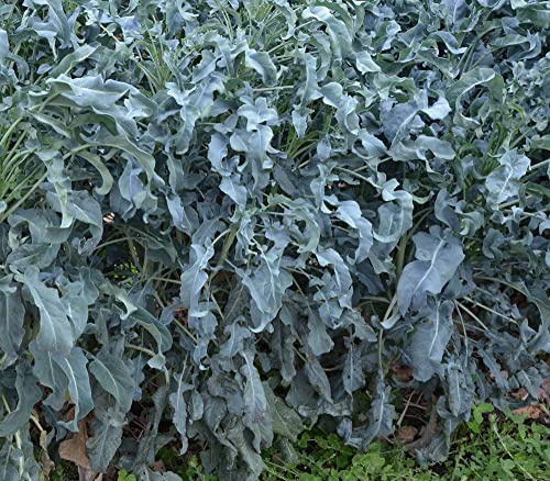 Palm Beach Medicinal Herbs - Spigariello Broccoli - Packet of 100 Seeds