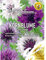 Semillas de aciano Classic Magic Semillas de flores